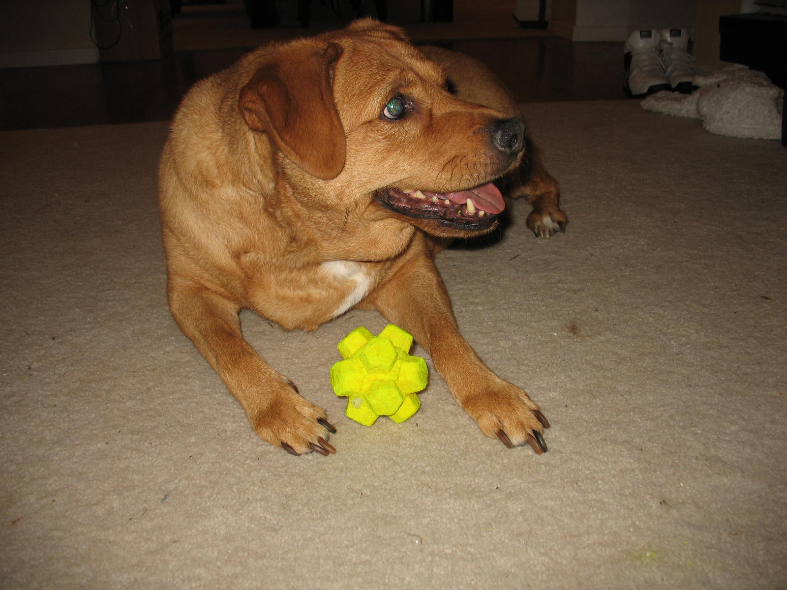 toys for blind dogs img 1448 blind toys toys for blind dogs img 1448 blind toys