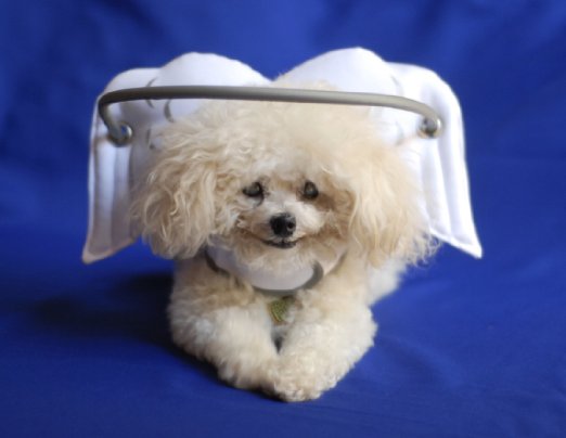 toys for blind dogs muffin s halo blind toys toys for blind dogs muffin s halo blind toys